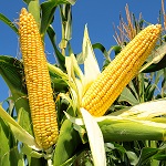 Отходы кукурузы